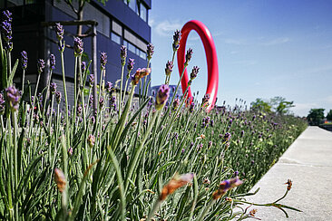 Lavendel auf dem Campus Wilhelminenhof © HTW Berlin/Nikolas Fahlbusch Lavendel auf dem Campus Wilhelminenhof